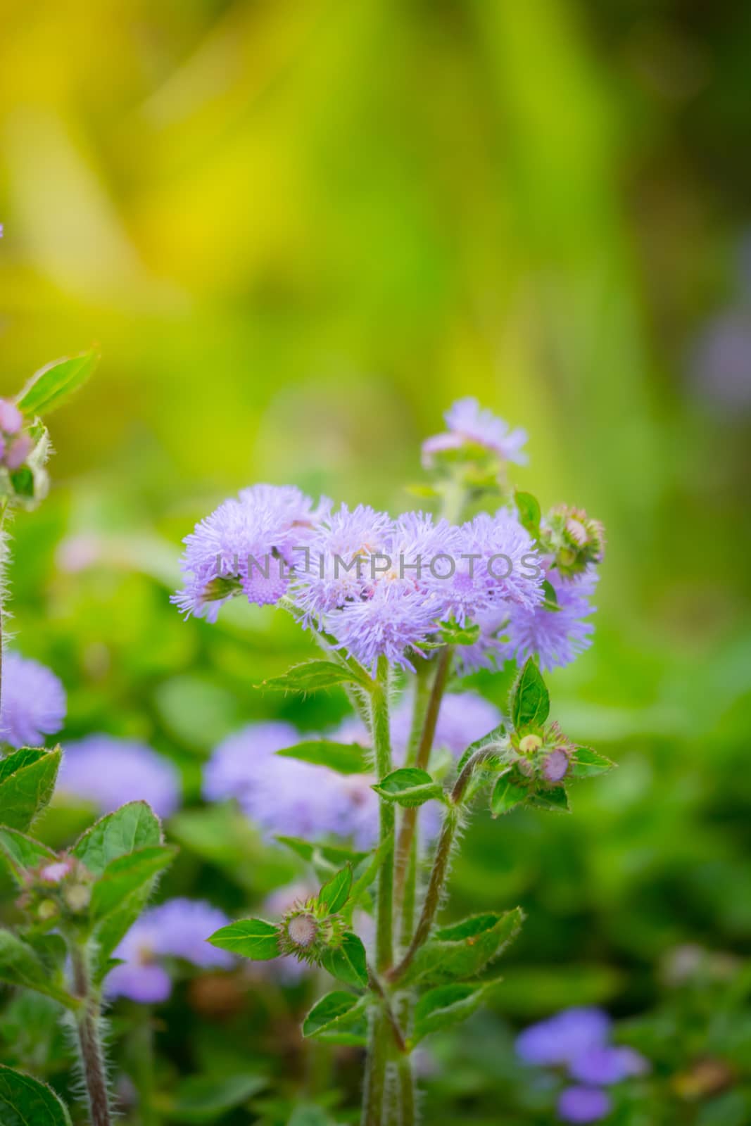 The background image of the colorful flowers by teerawit