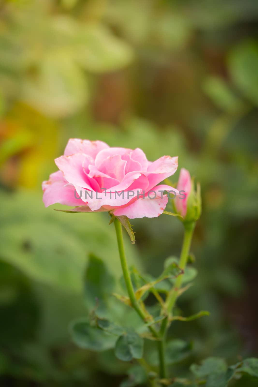 The background image of the colorful flowers by teerawit