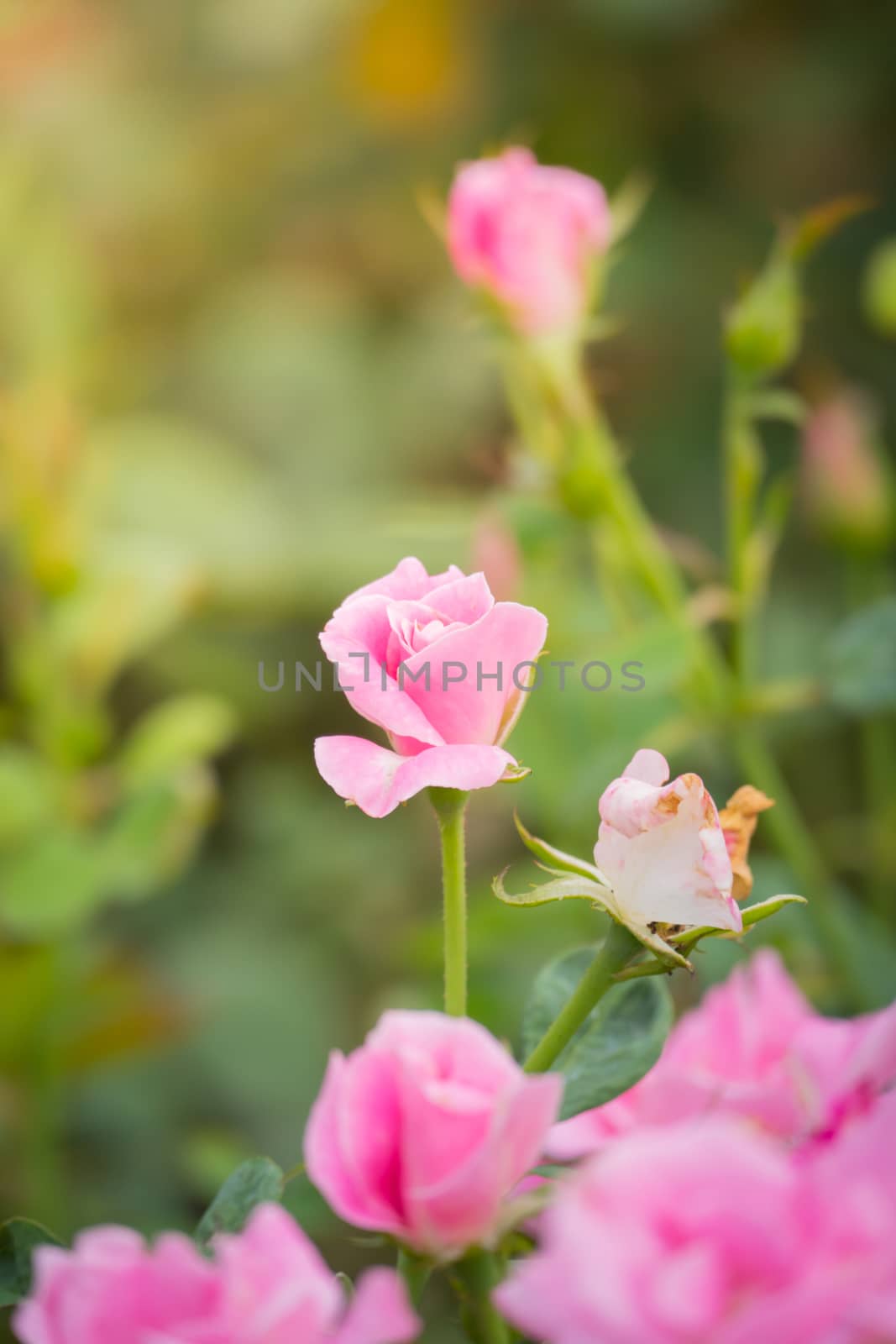 The background image of the colorful flowers, background nature