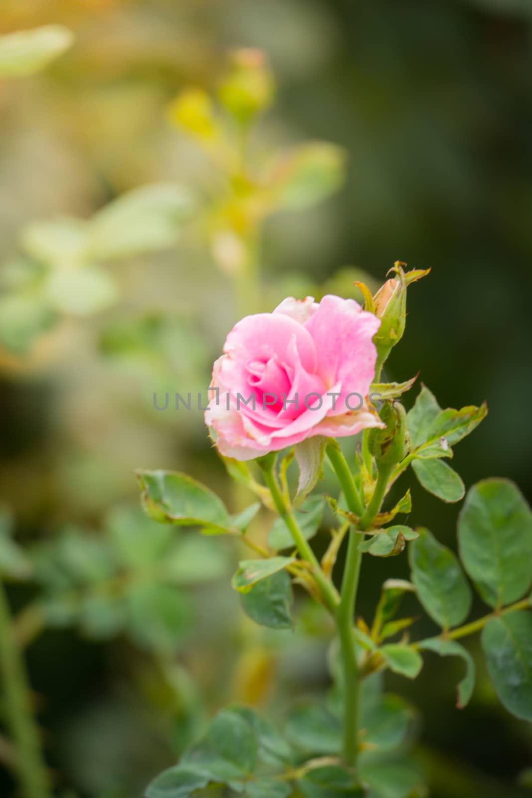 The background image of the colorful flowers by teerawit