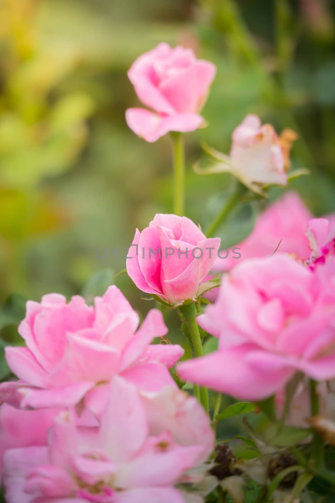 The background image of the colorful flowers by teerawit