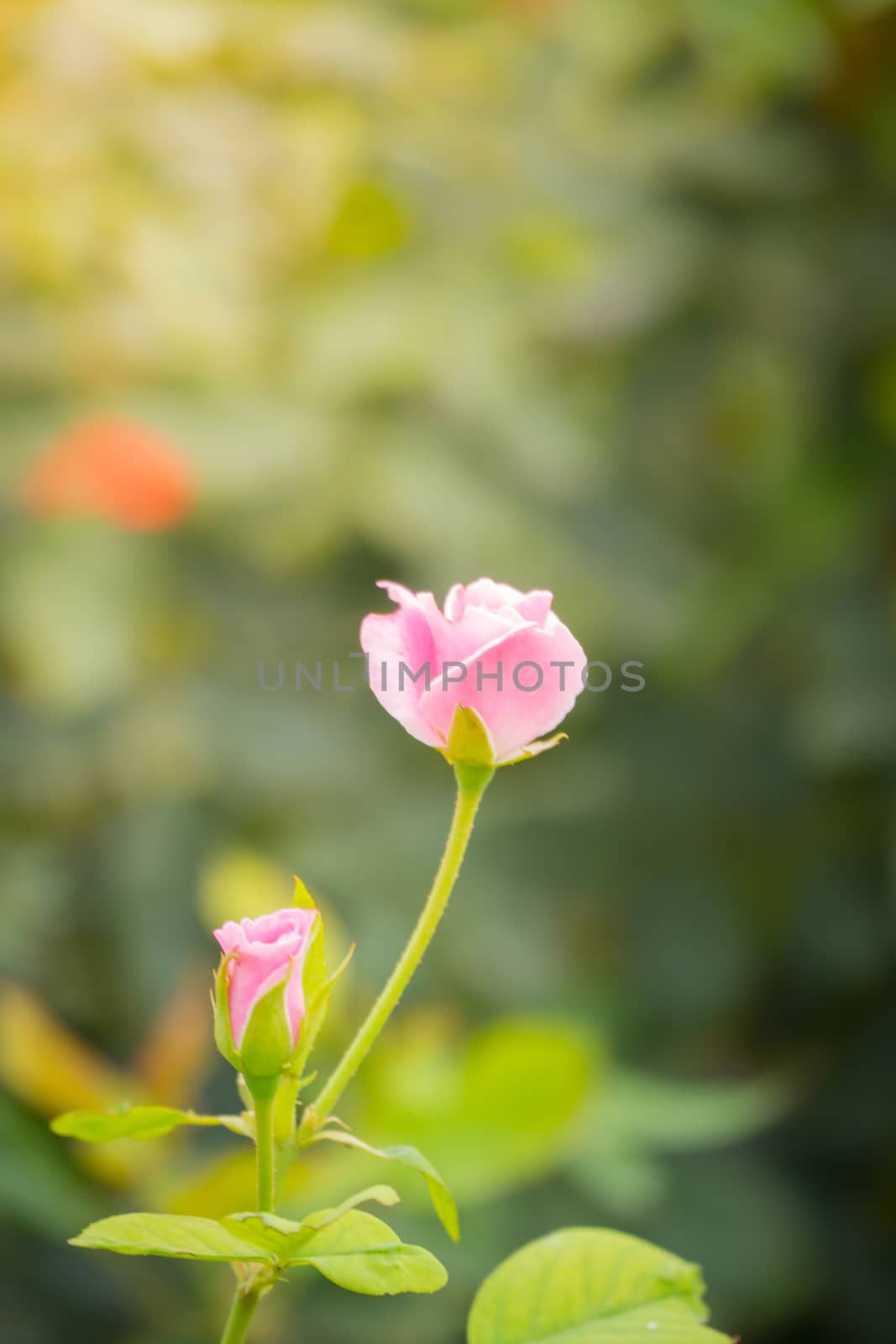 The background image of the colorful flowers by teerawit