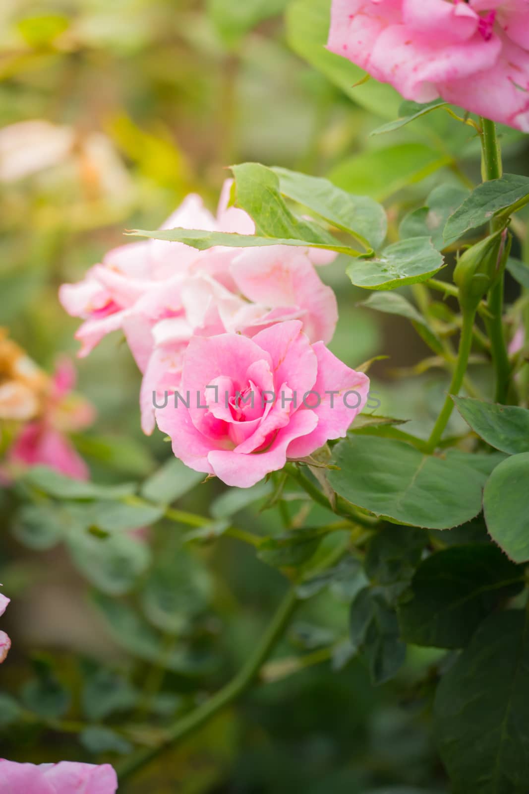 The background image of the colorful flowers, background nature