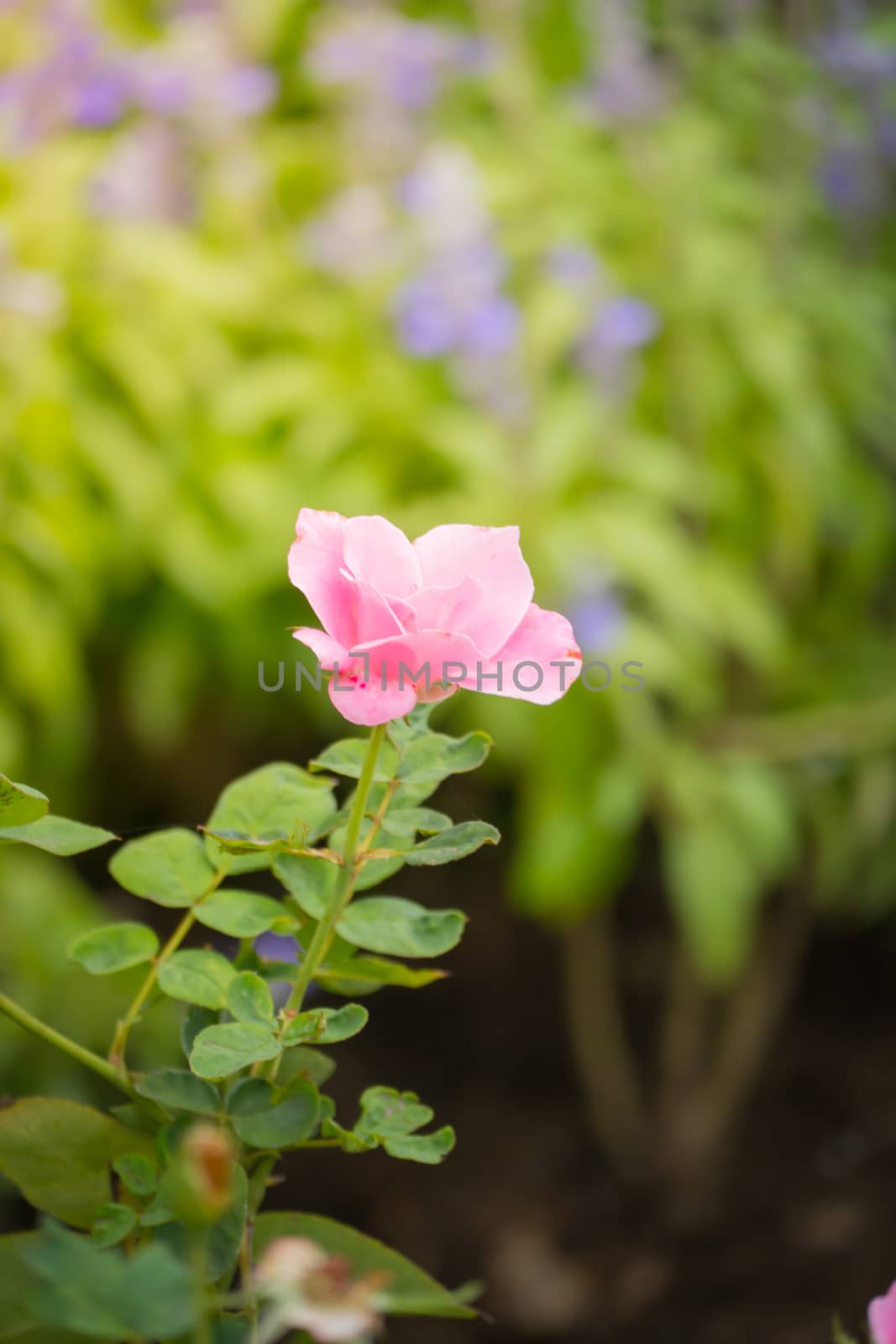 The background image of the colorful flowers by teerawit