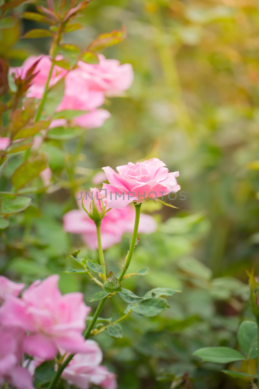 The background image of the colorful flowers, background nature