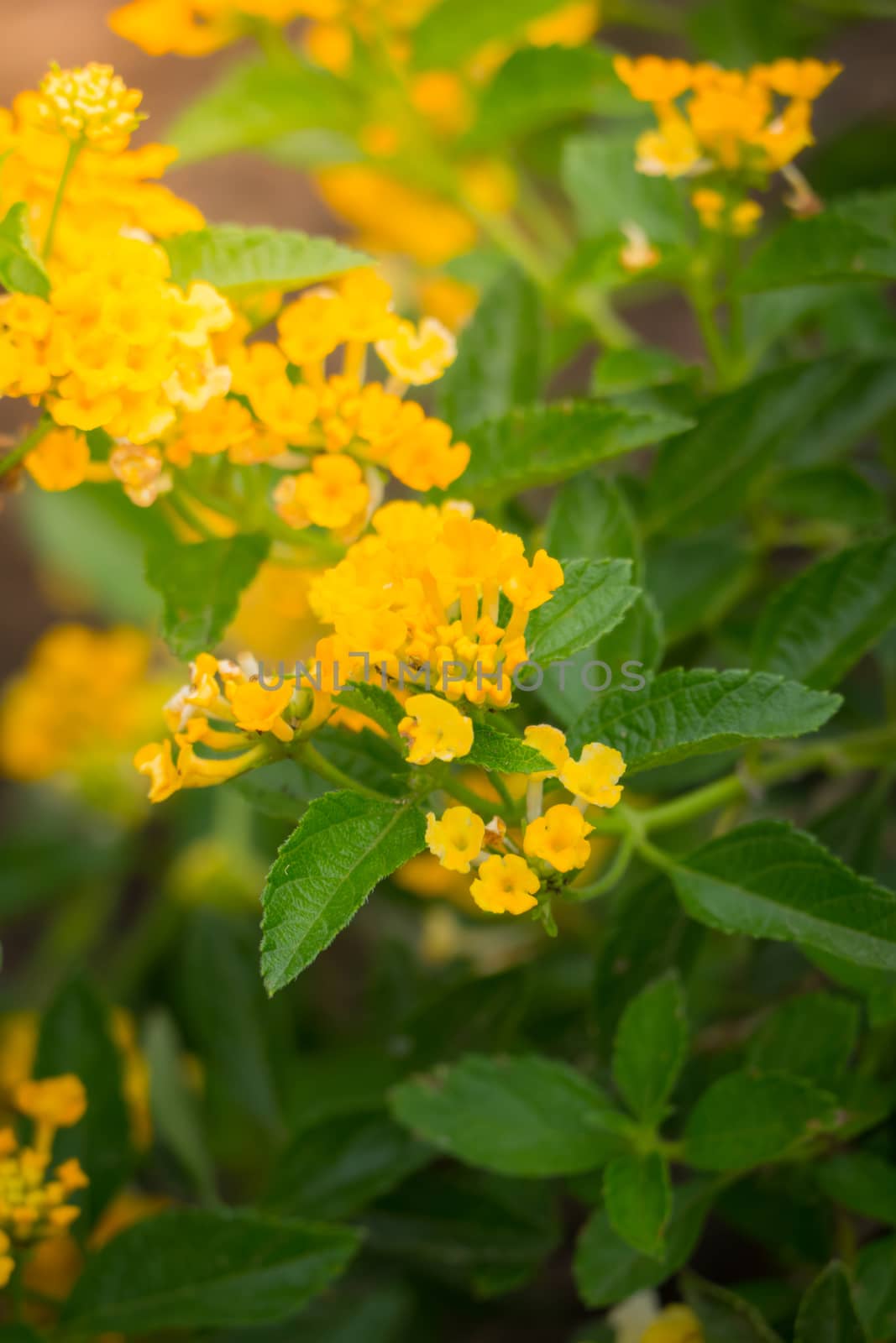 The background image of the colorful flowers by teerawit