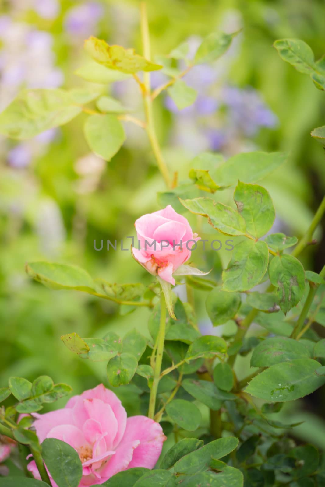 The background image of the colorful flowers by teerawit