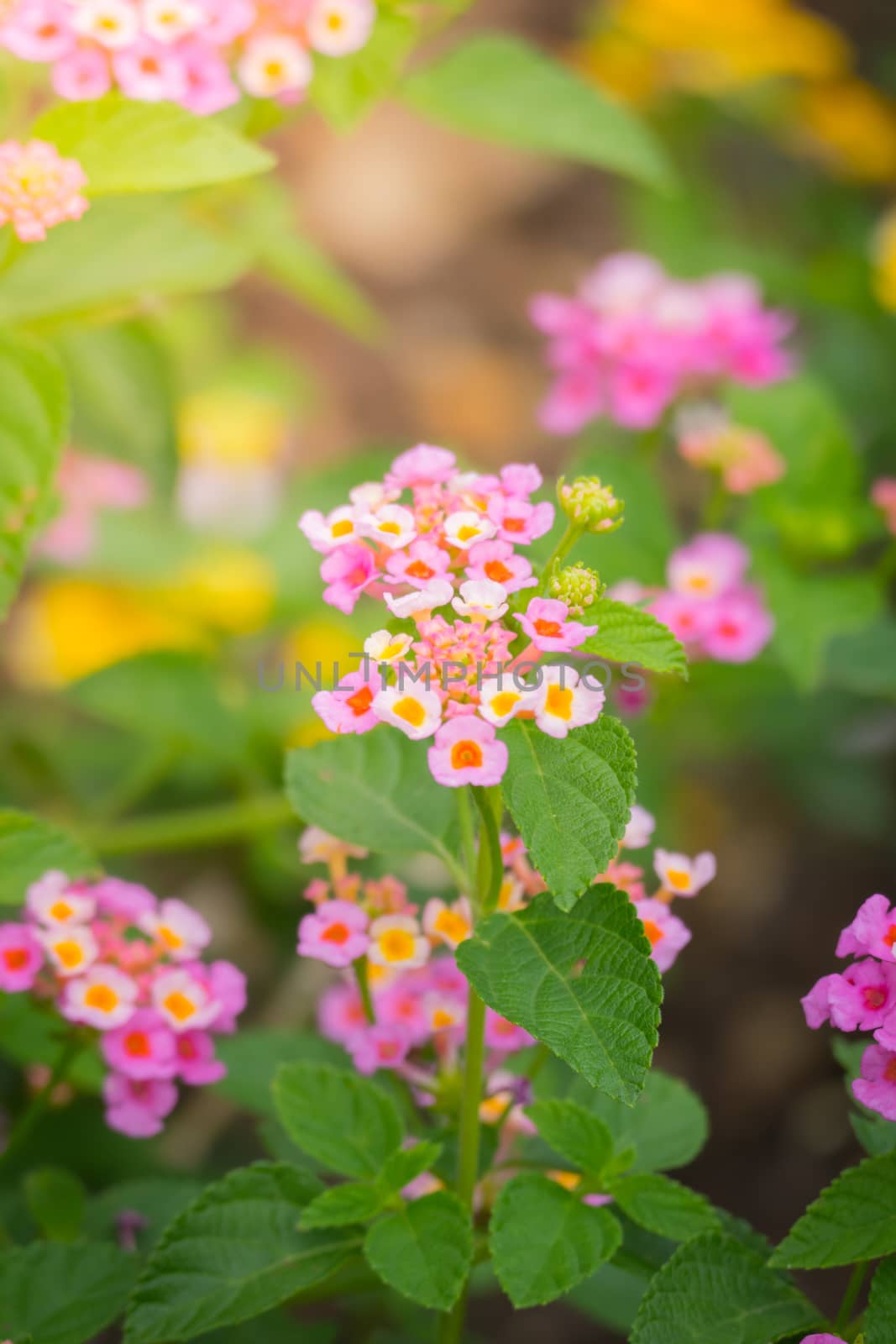 The background image of the colorful flowers by teerawit