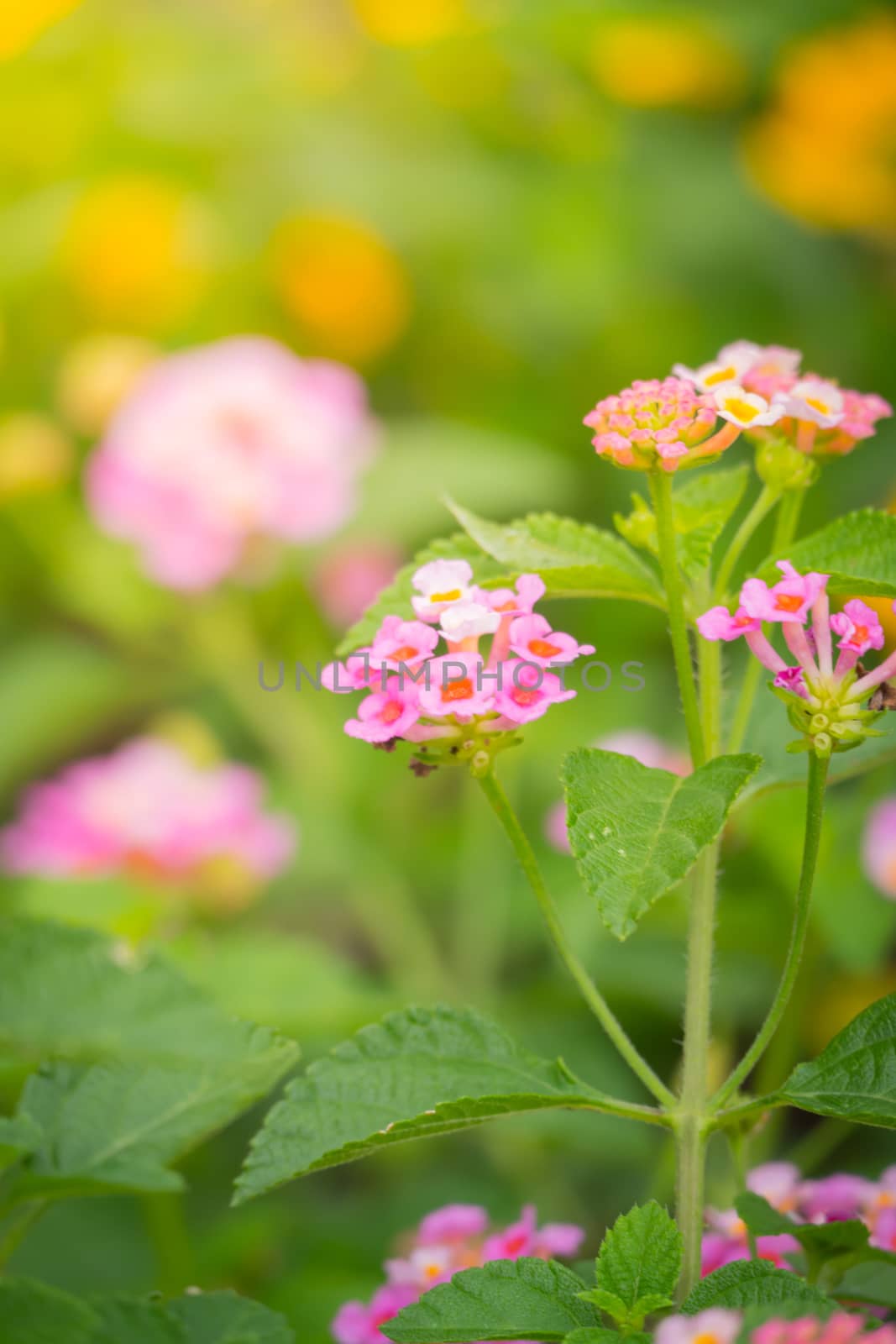 The background image of the colorful flowers by teerawit