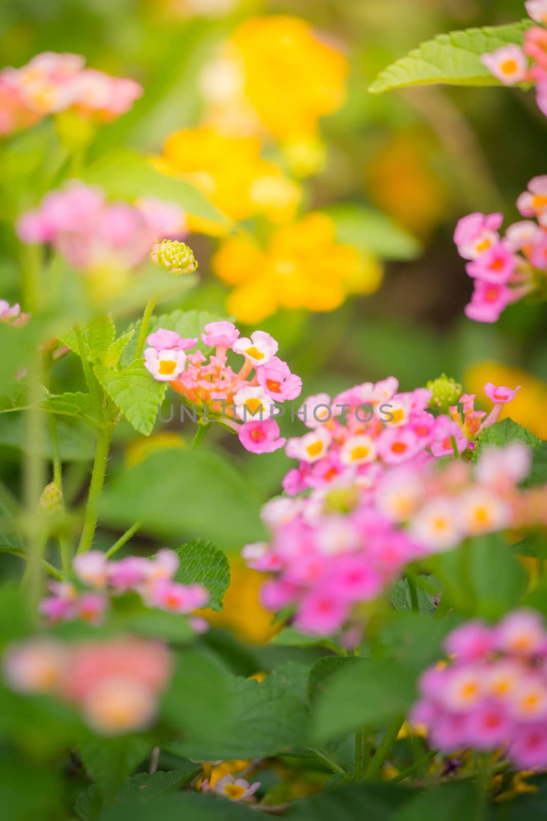 The background image of the colorful flowers by teerawit