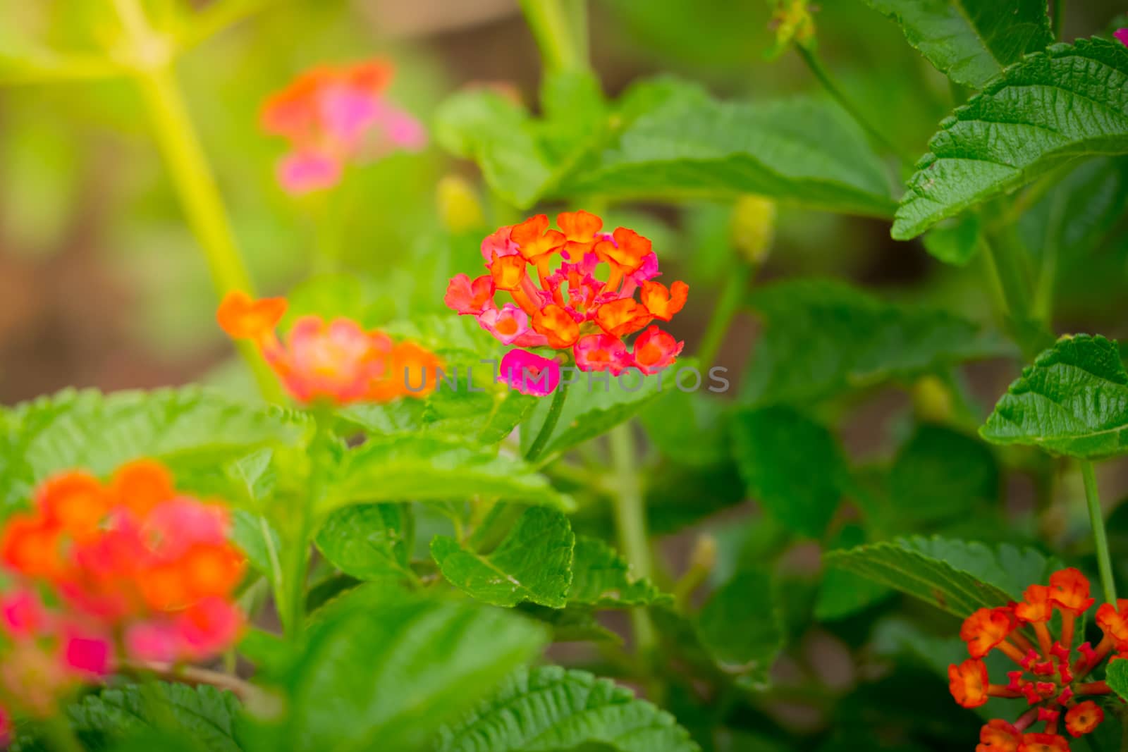 The background image of the colorful flowers, background nature