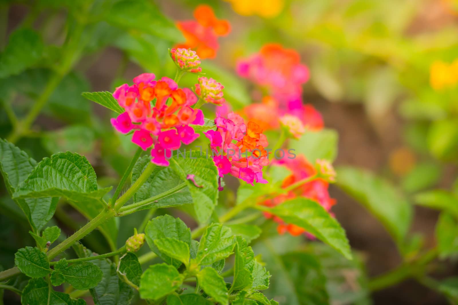 The background image of the colorful flowers, background nature