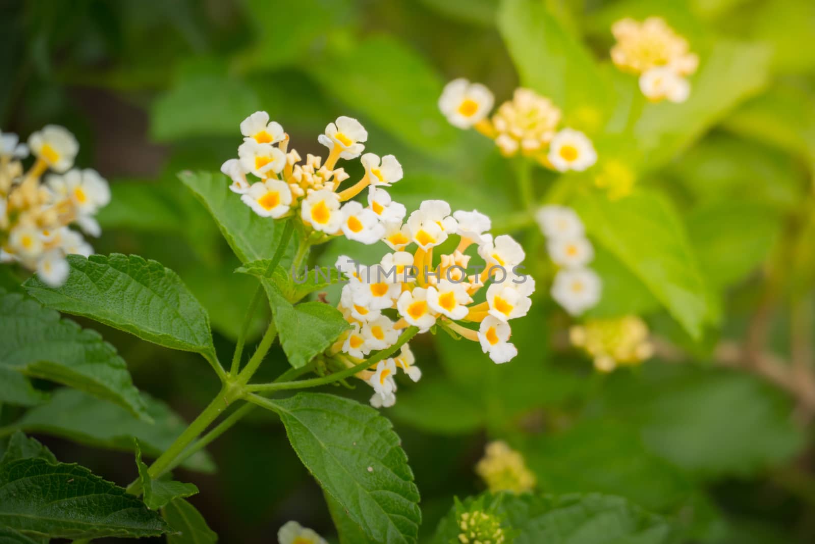 The background image of the colorful flowers, background nature