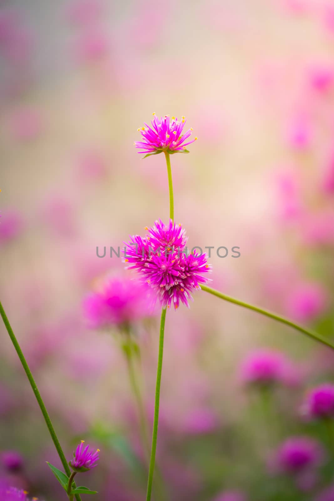 The background image of the colorful flowers by teerawit