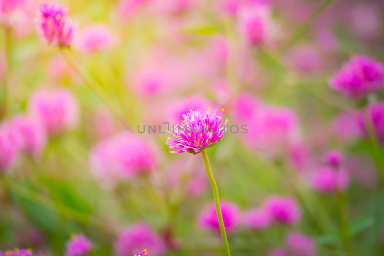 The background image of the colorful flowers, background nature