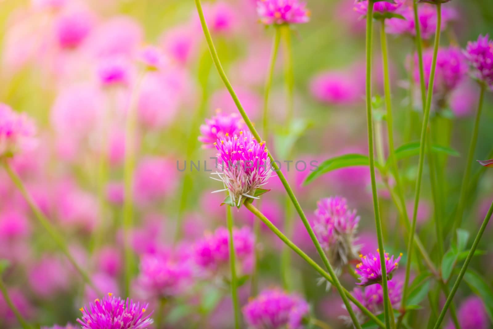 The background image of the colorful flowers, background nature