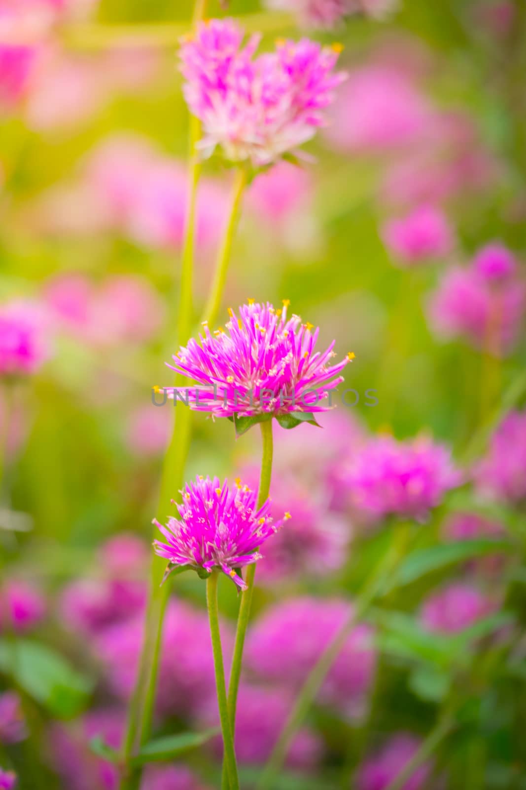 The background image of the colorful flowers by teerawit