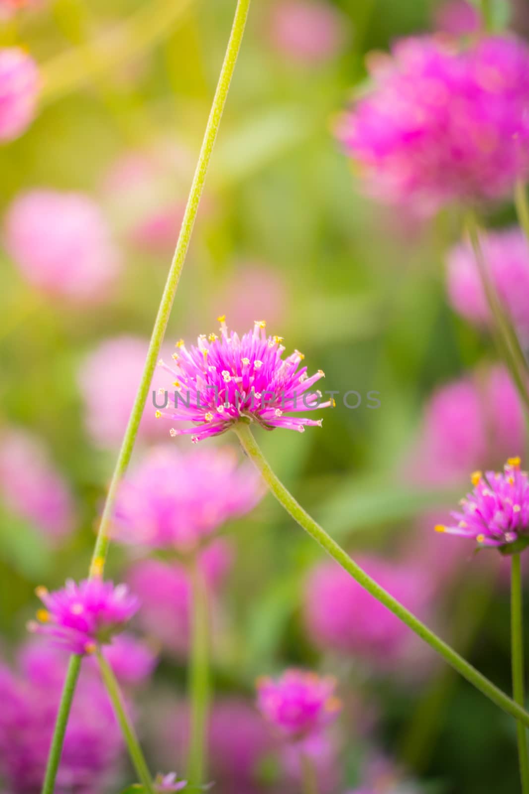 The background image of the colorful flowers by teerawit