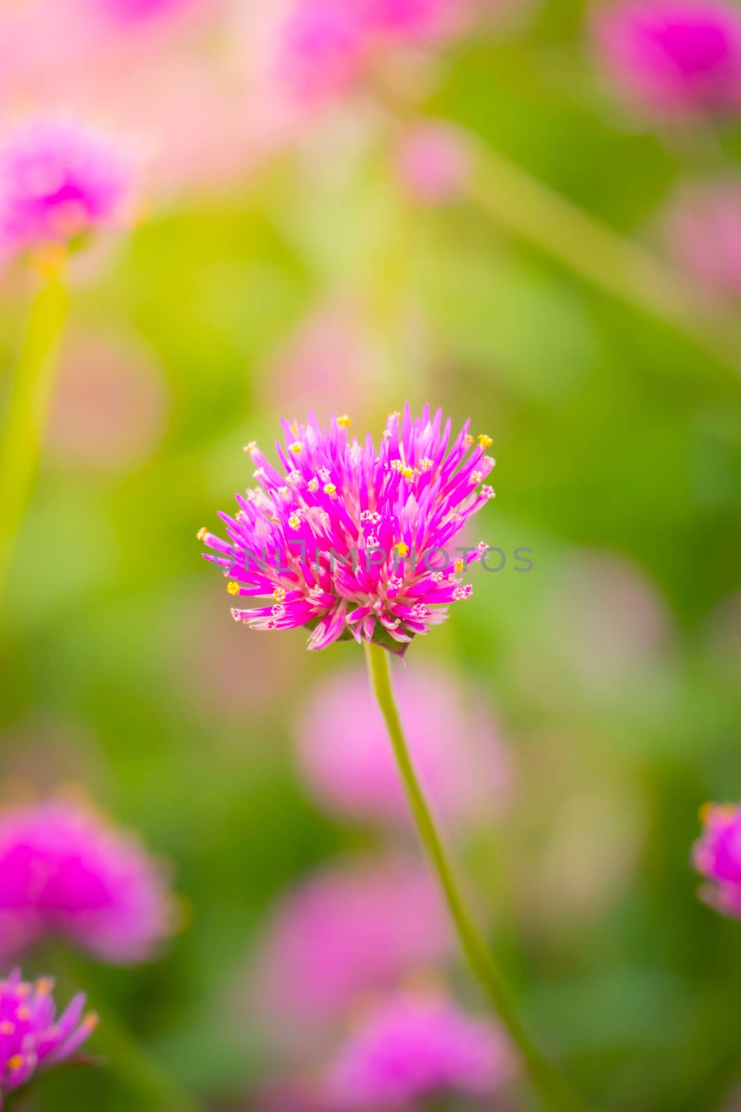 The background image of the colorful flowers by teerawit