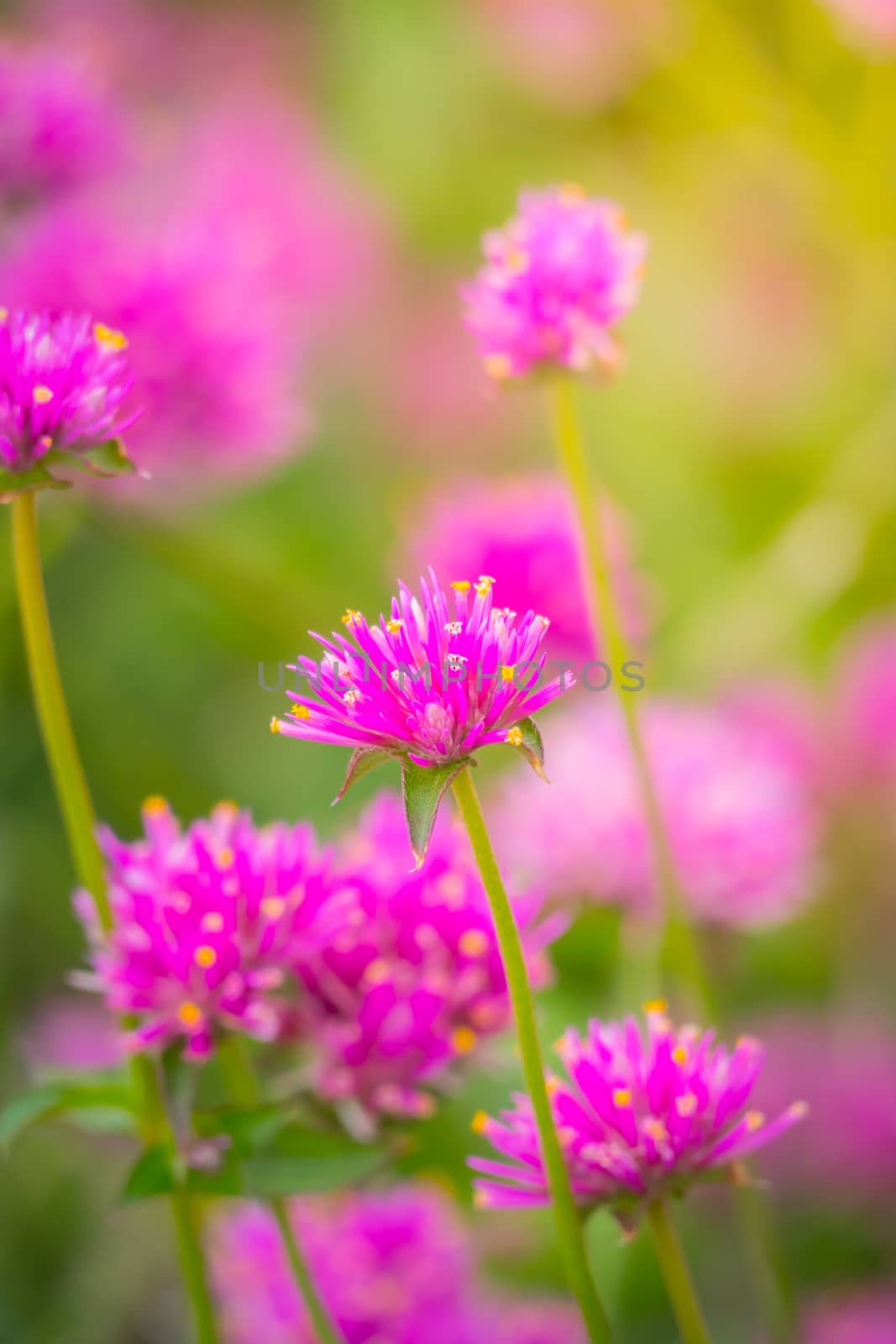 The background image of the colorful flowers by teerawit