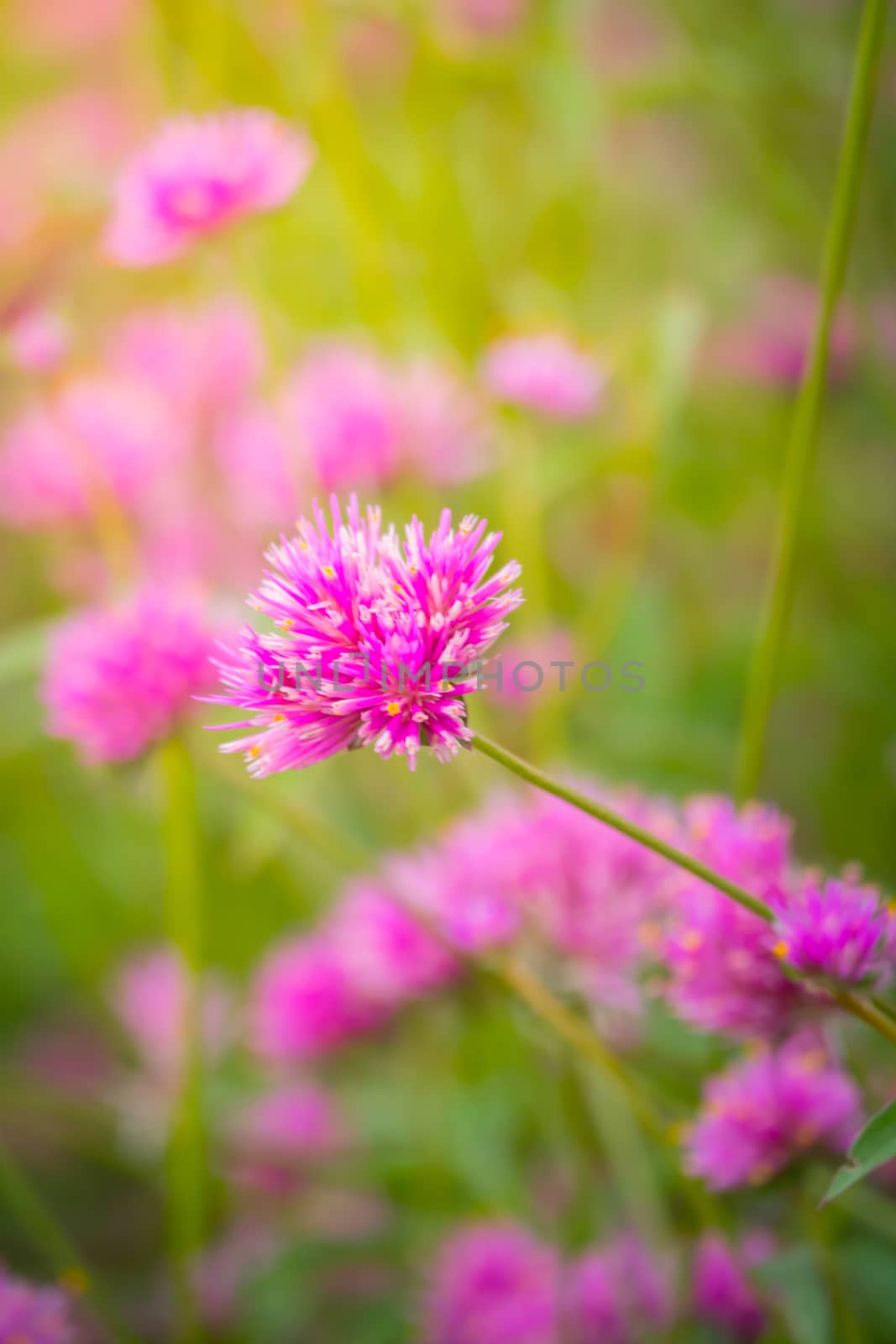 The background image of the colorful flowers, background nature