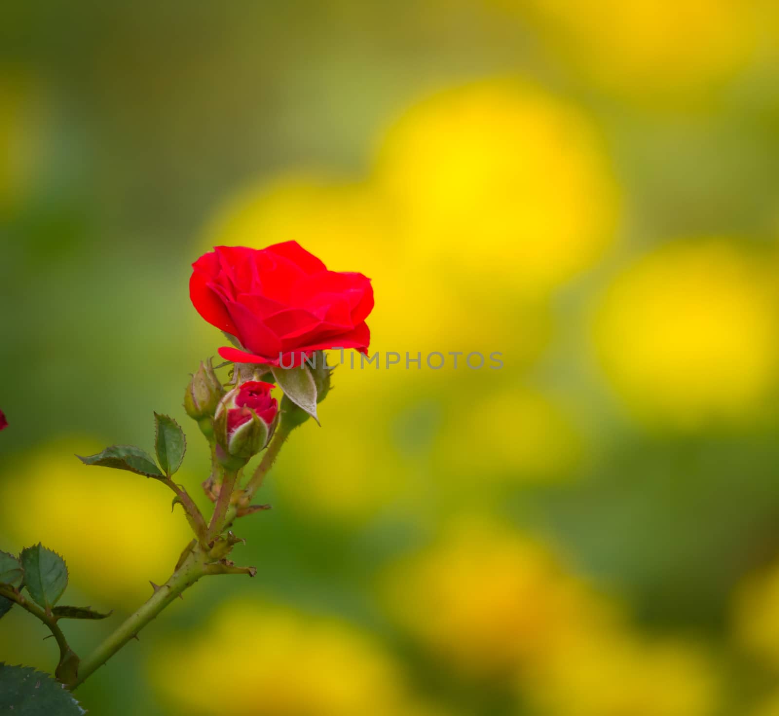 The background image of the colorful flowers, background nature