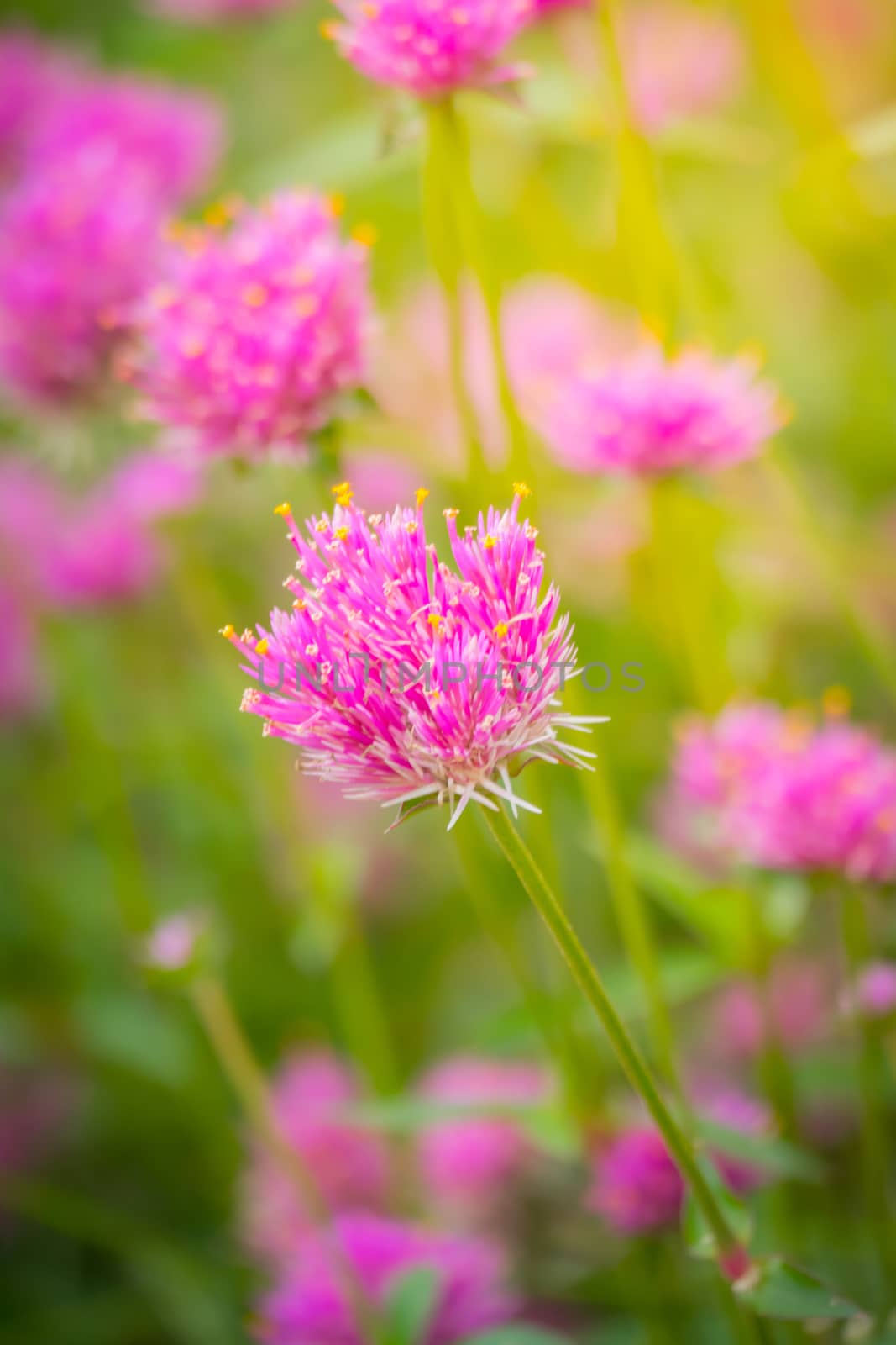 The background image of the colorful flowers by teerawit