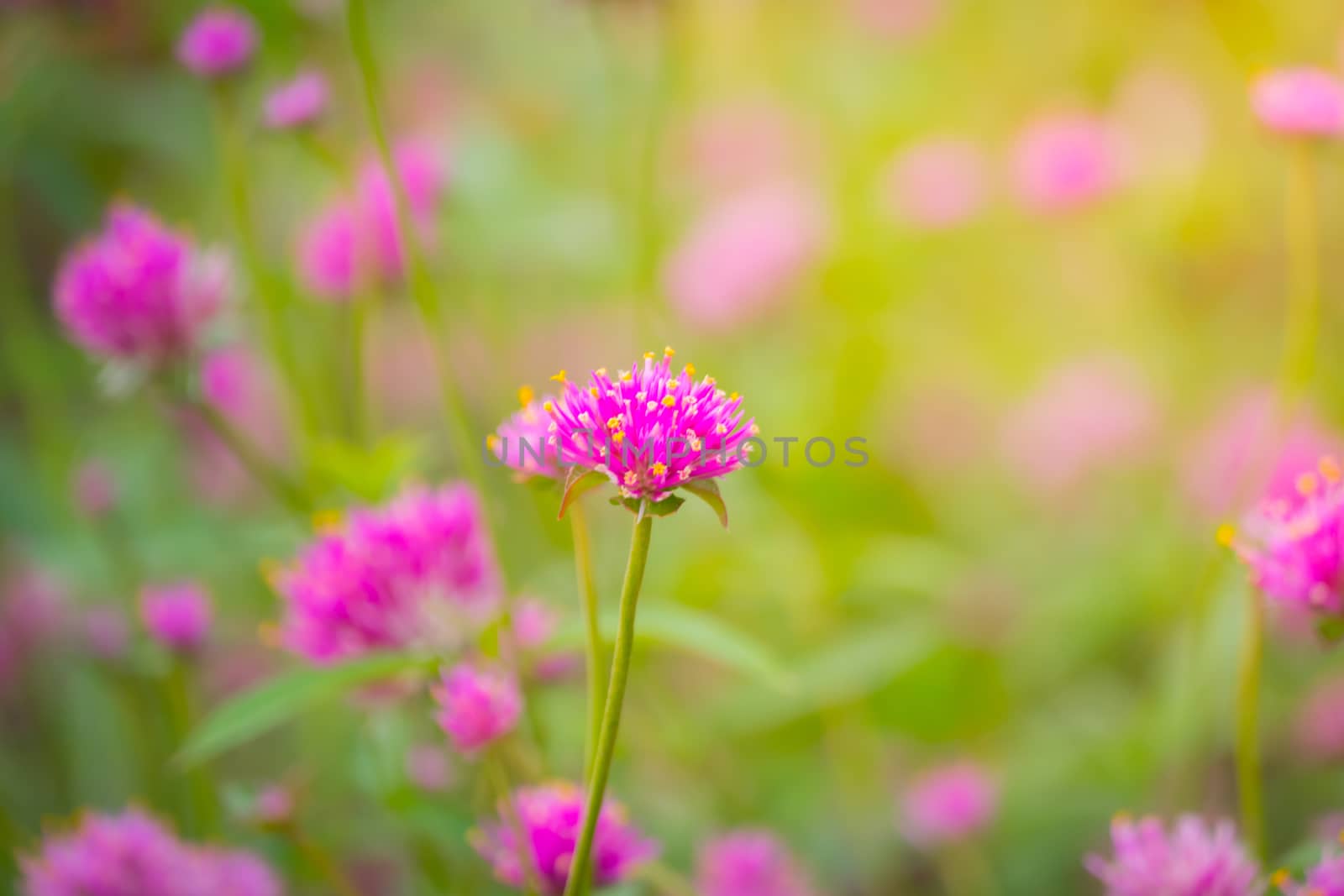 The background image of the colorful flowers, background nature