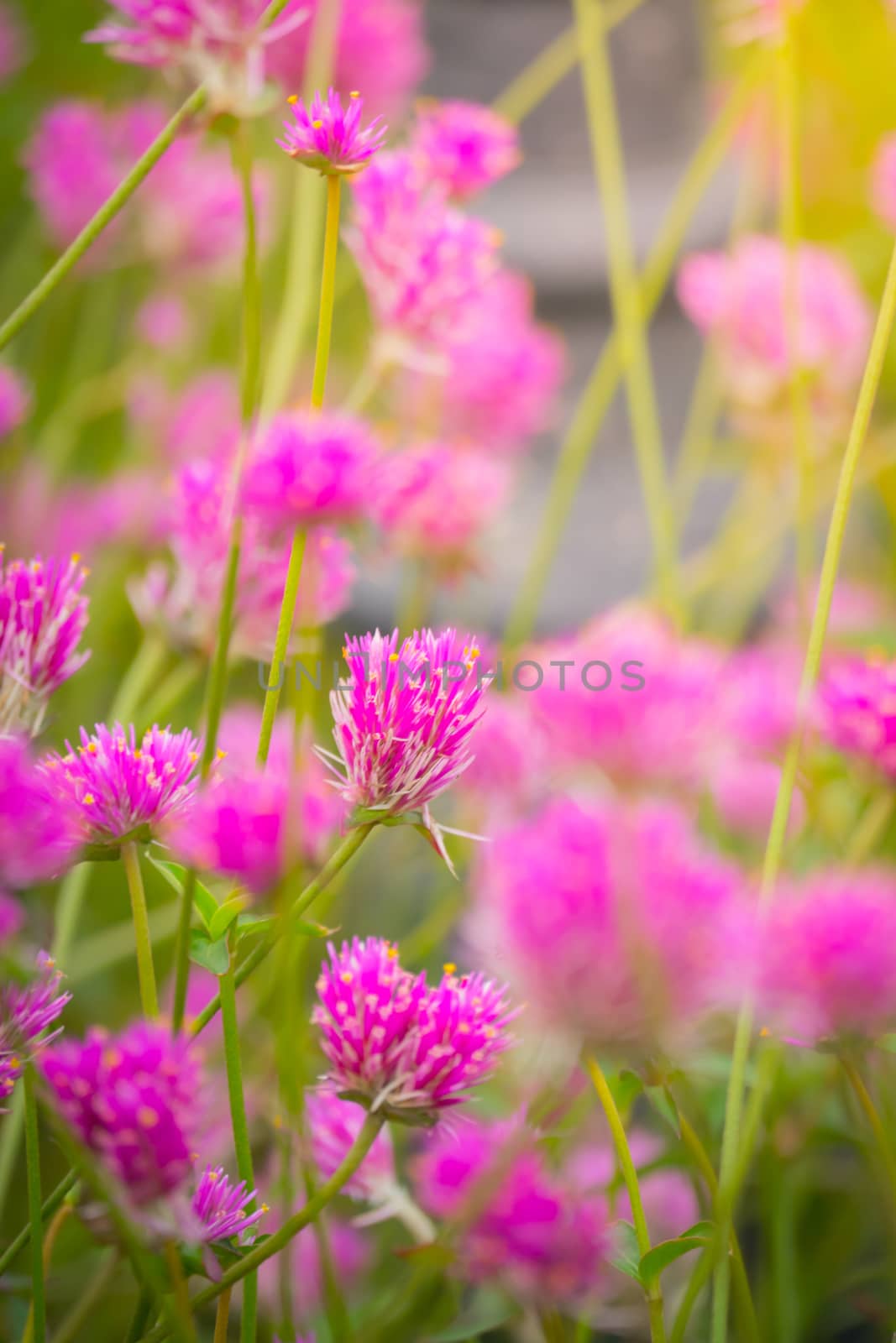 The background image of the colorful flowers by teerawit