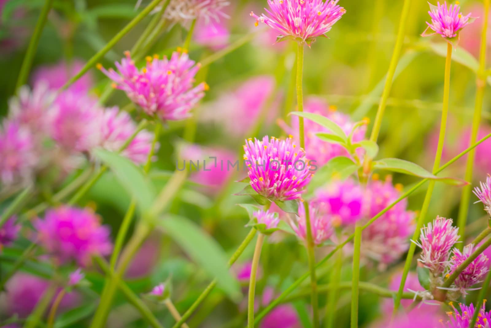 The background image of the colorful flowers, background nature