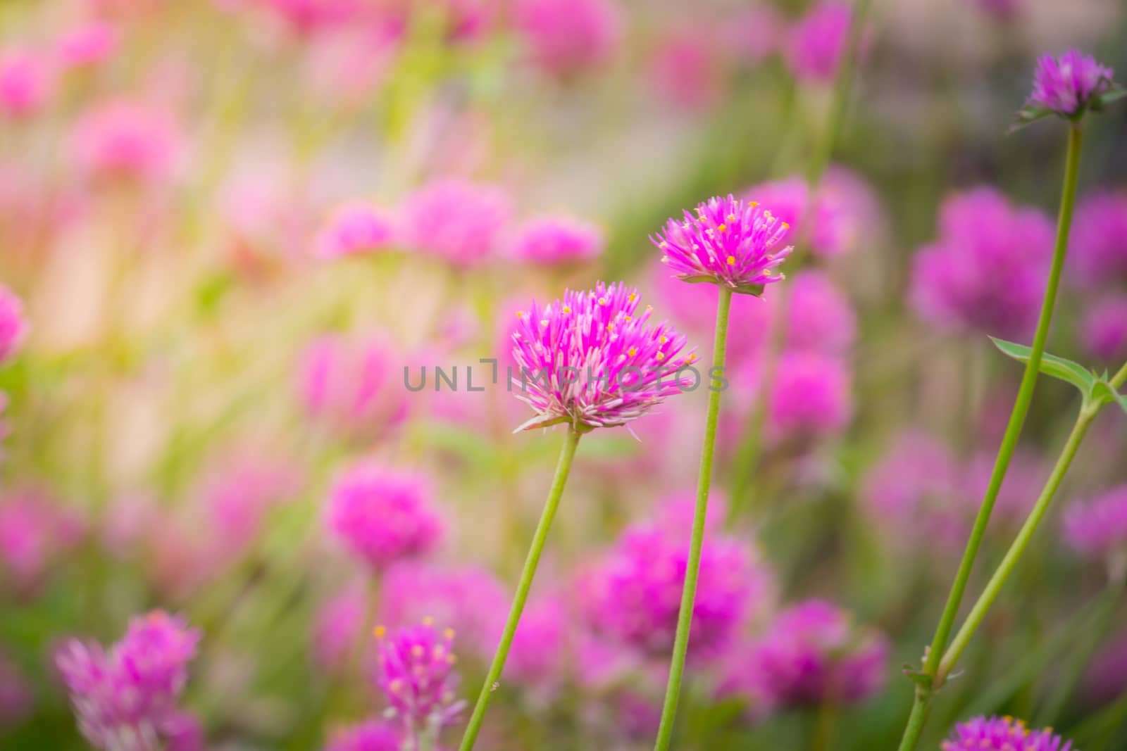 The background image of the colorful flowers, background nature