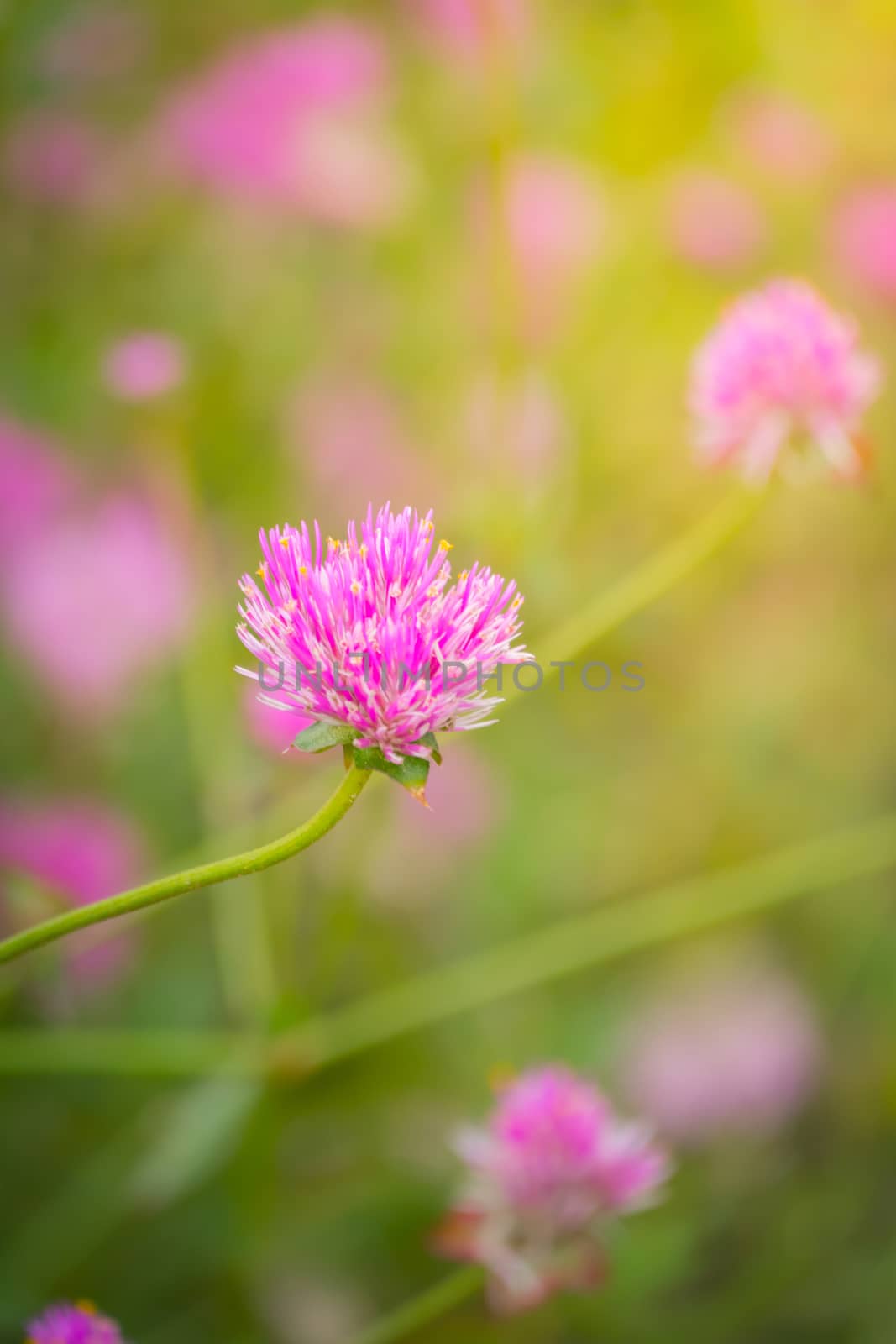 The background image of the colorful flowers by teerawit