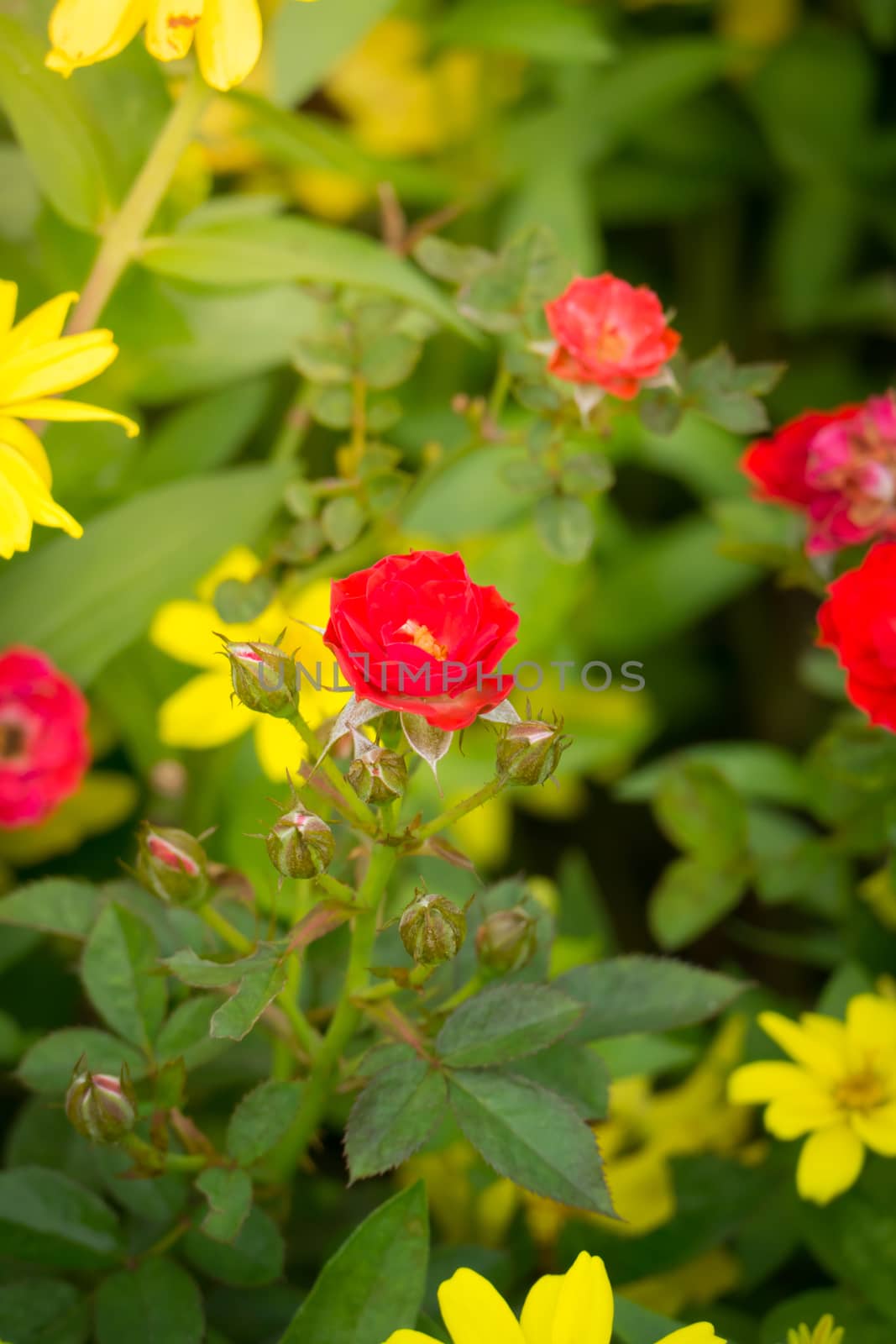 The background image of the colorful flowers by teerawit