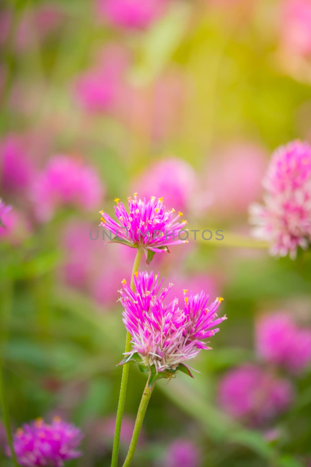 The background image of the colorful flowers by teerawit