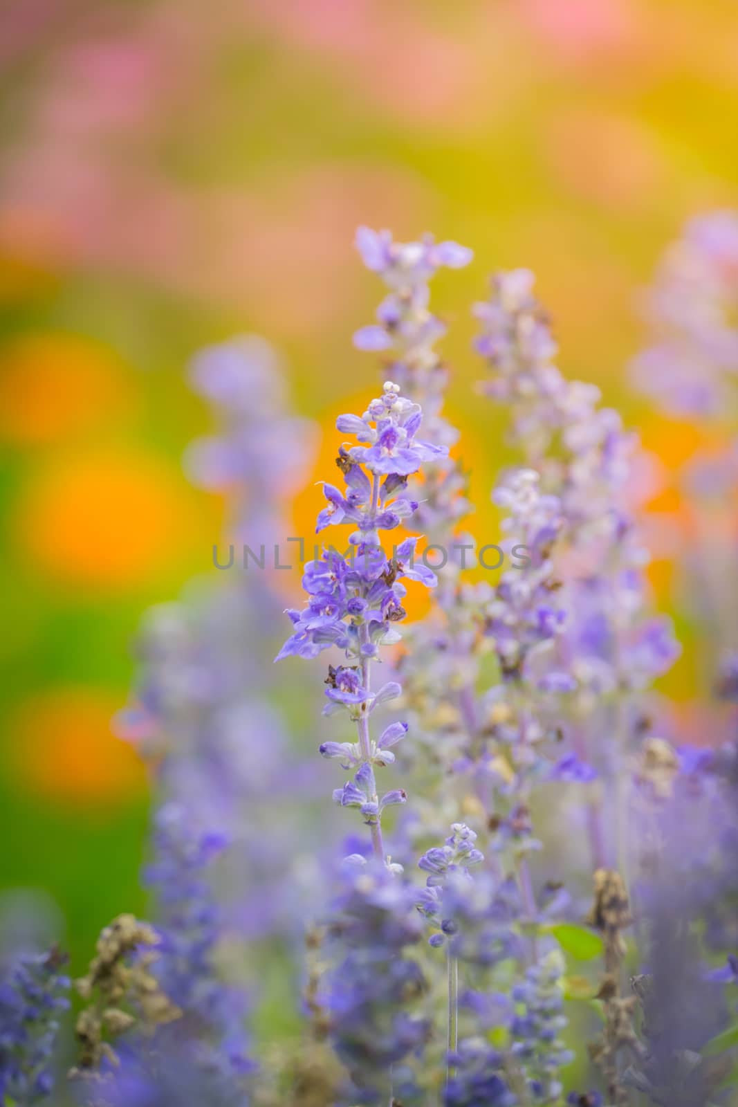 The background image of the colorful flowers by teerawit