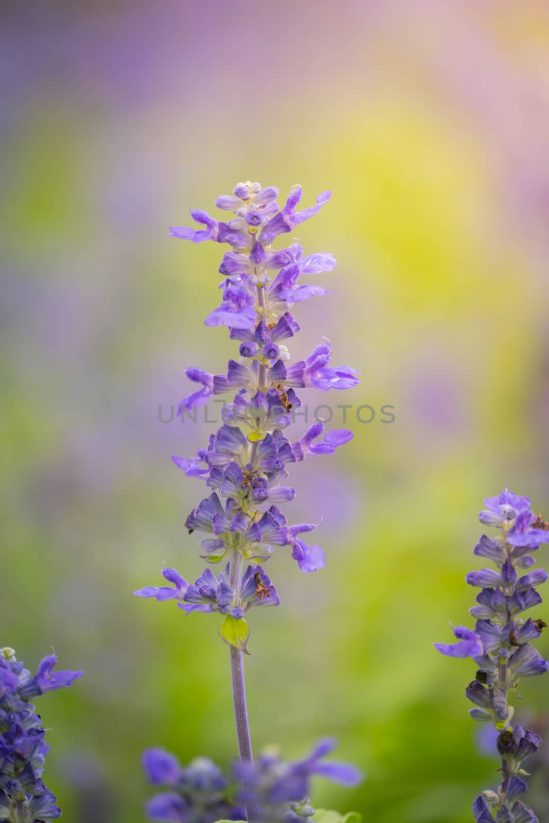 The background image of the colorful flowers by teerawit