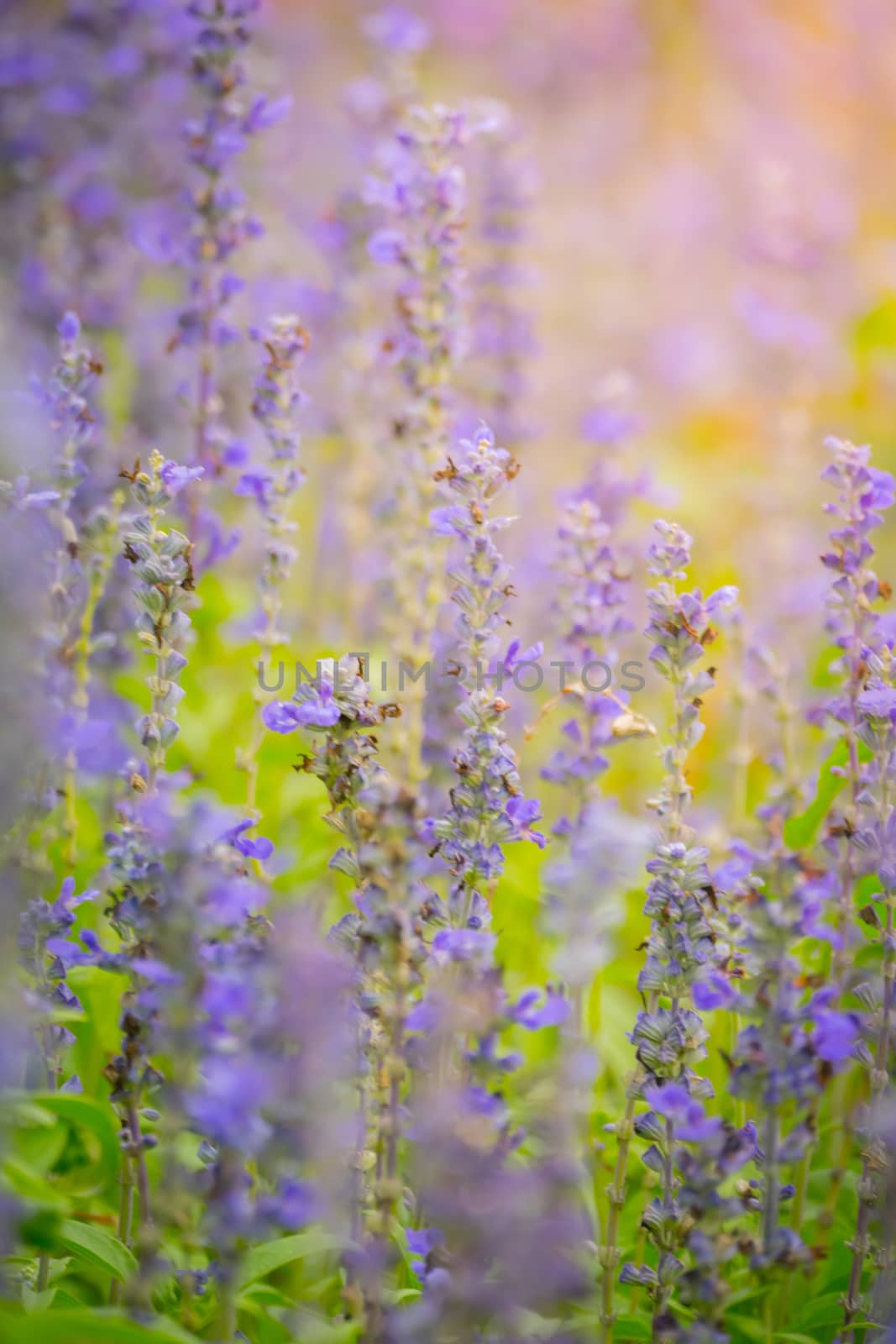 The background image of the colorful flowers by teerawit