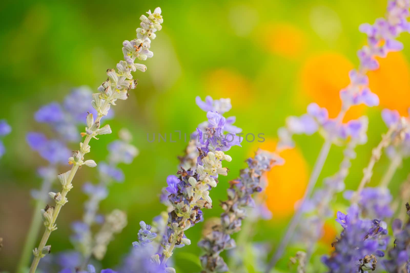 The background image of the colorful flowers, background nature