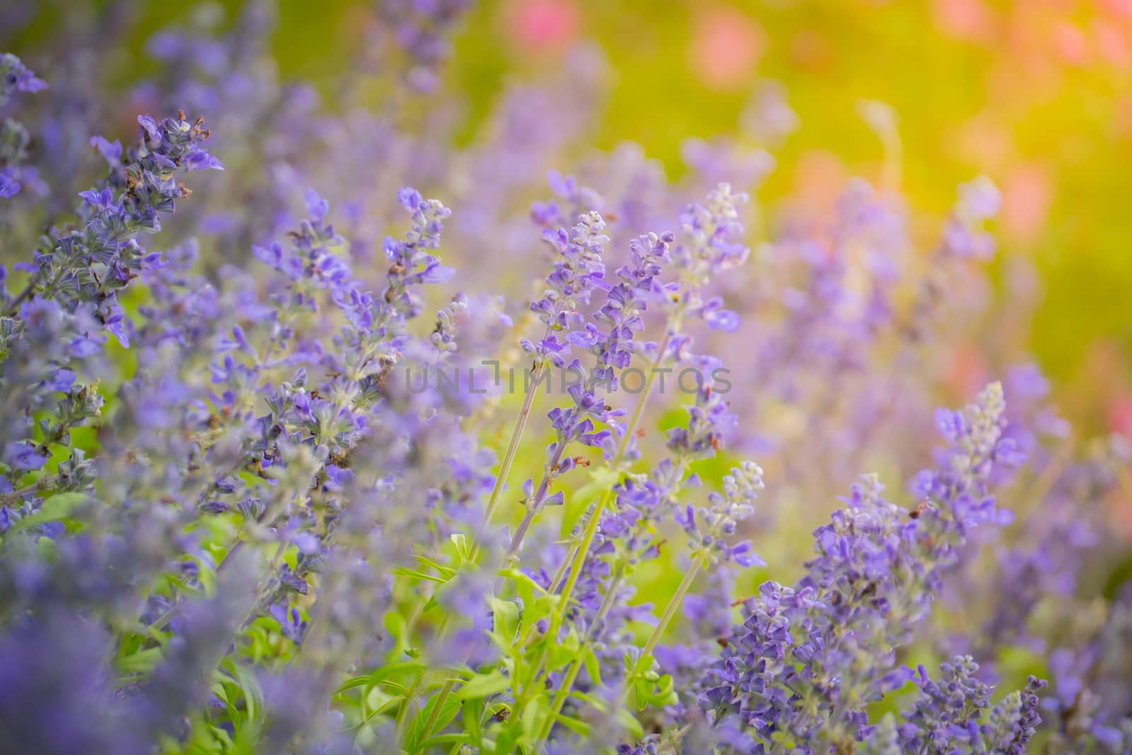 The background image of the colorful flowers, background nature