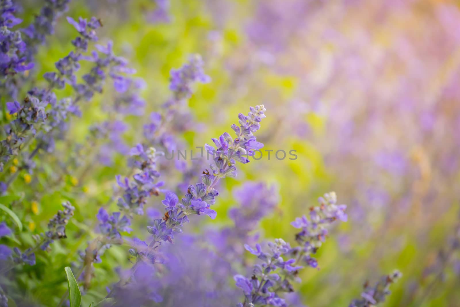 The background image of the colorful flowers, background nature