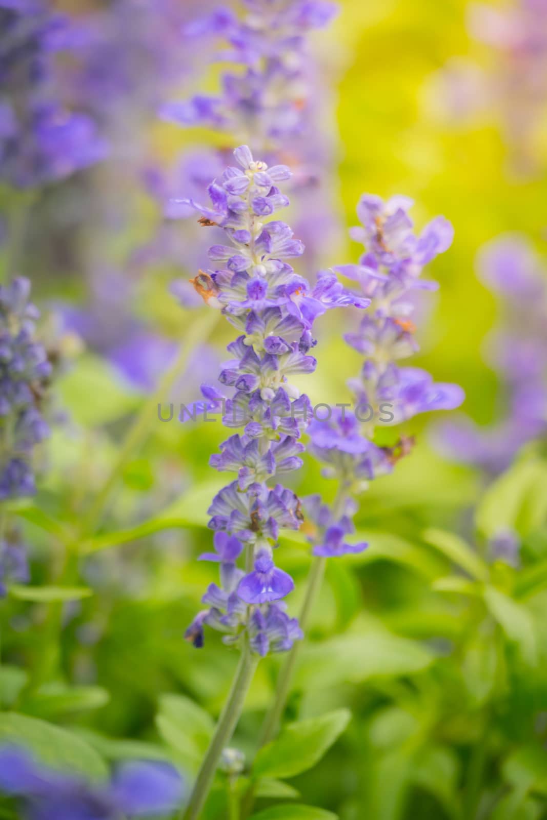 The background image of the colorful flowers by teerawit