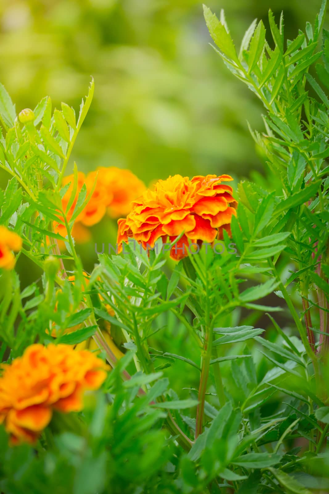 The background image of the colorful flowers by teerawit