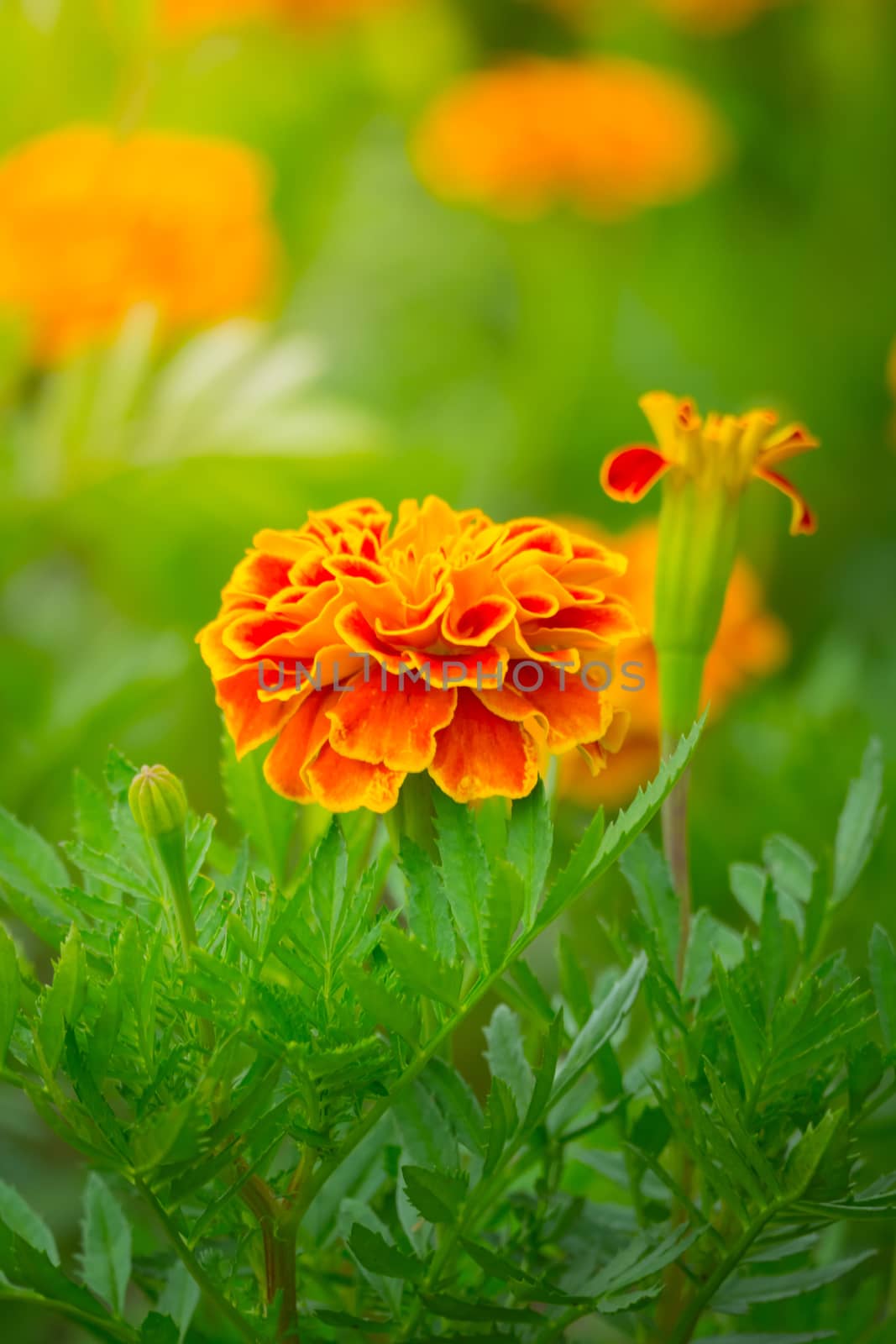 The background image of the colorful flowers, background nature