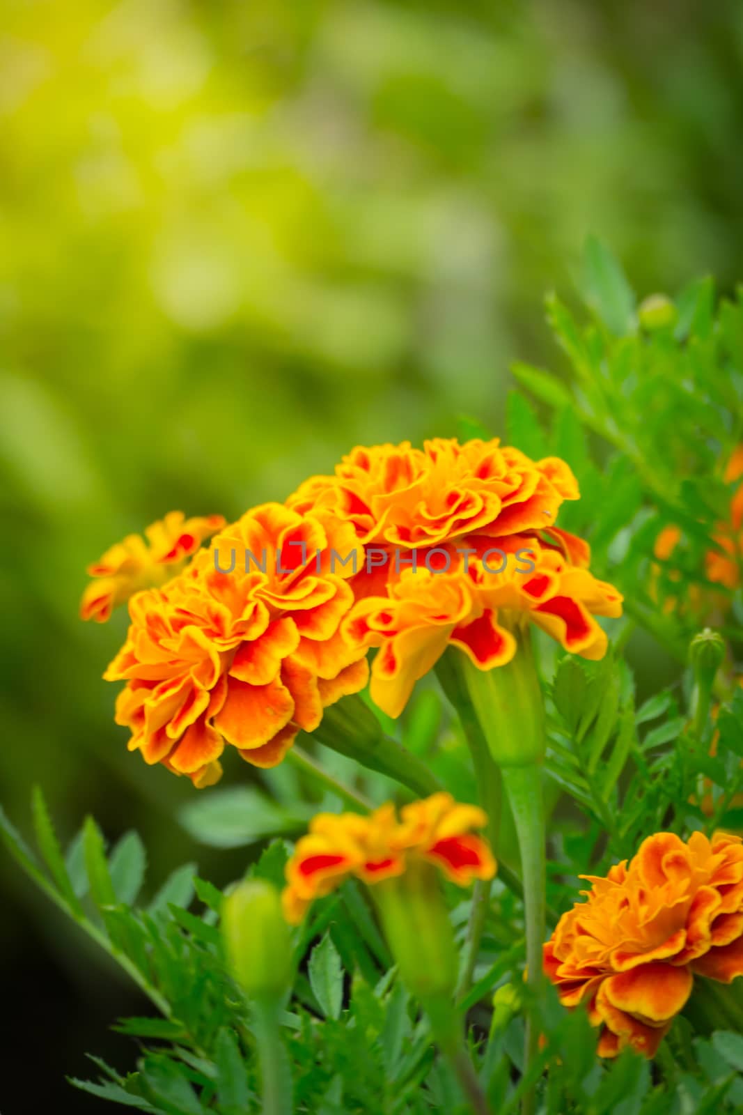 The background image of the colorful flowers by teerawit