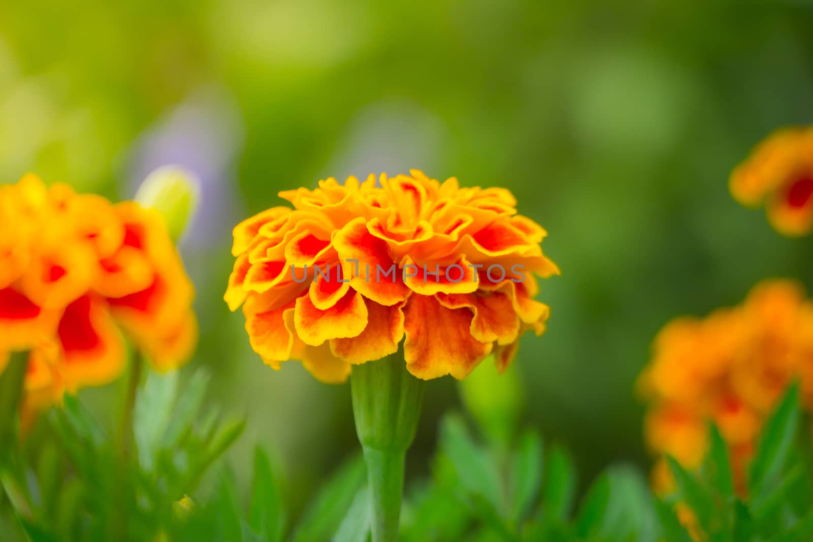 The background image of the colorful flowers, background nature