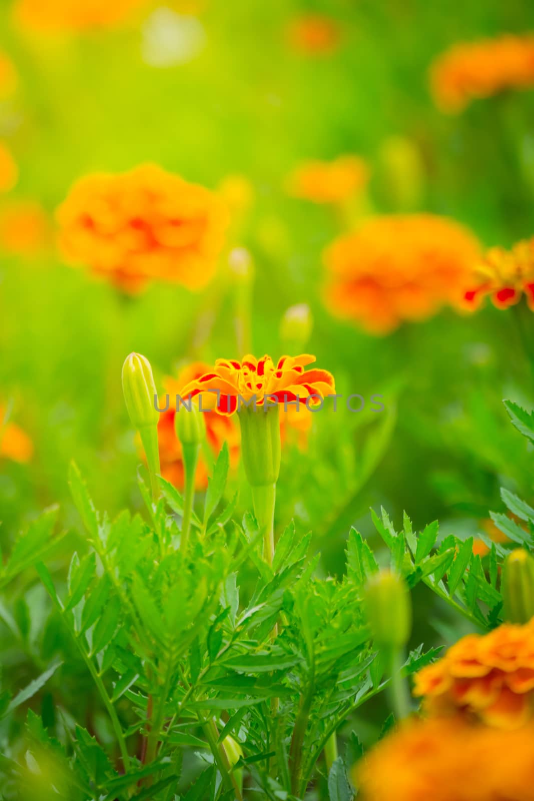 The background image of the colorful flowers, background nature