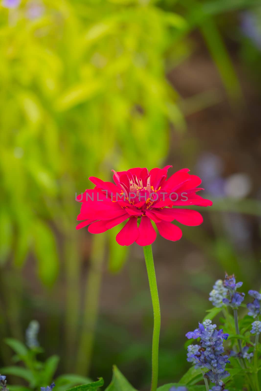 The background image of the colorful flowers by teerawit