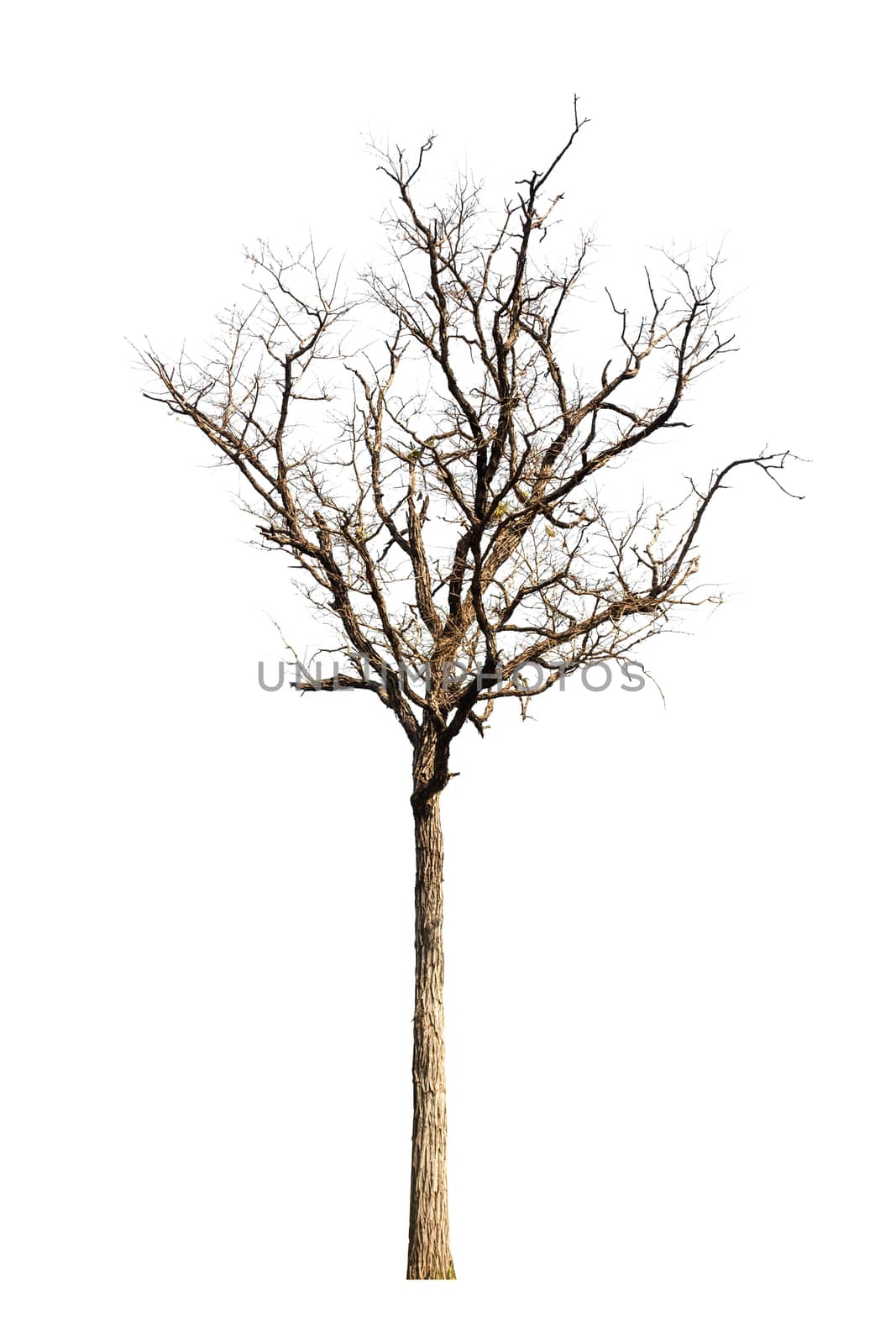 Dead hollow  tree isolated on white background