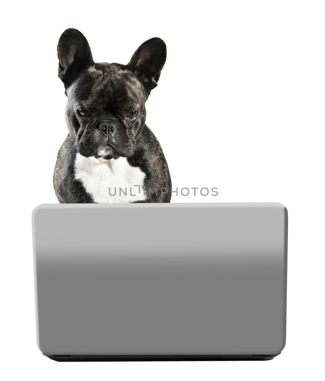 French bulldog sitting with laptop on white isolated background