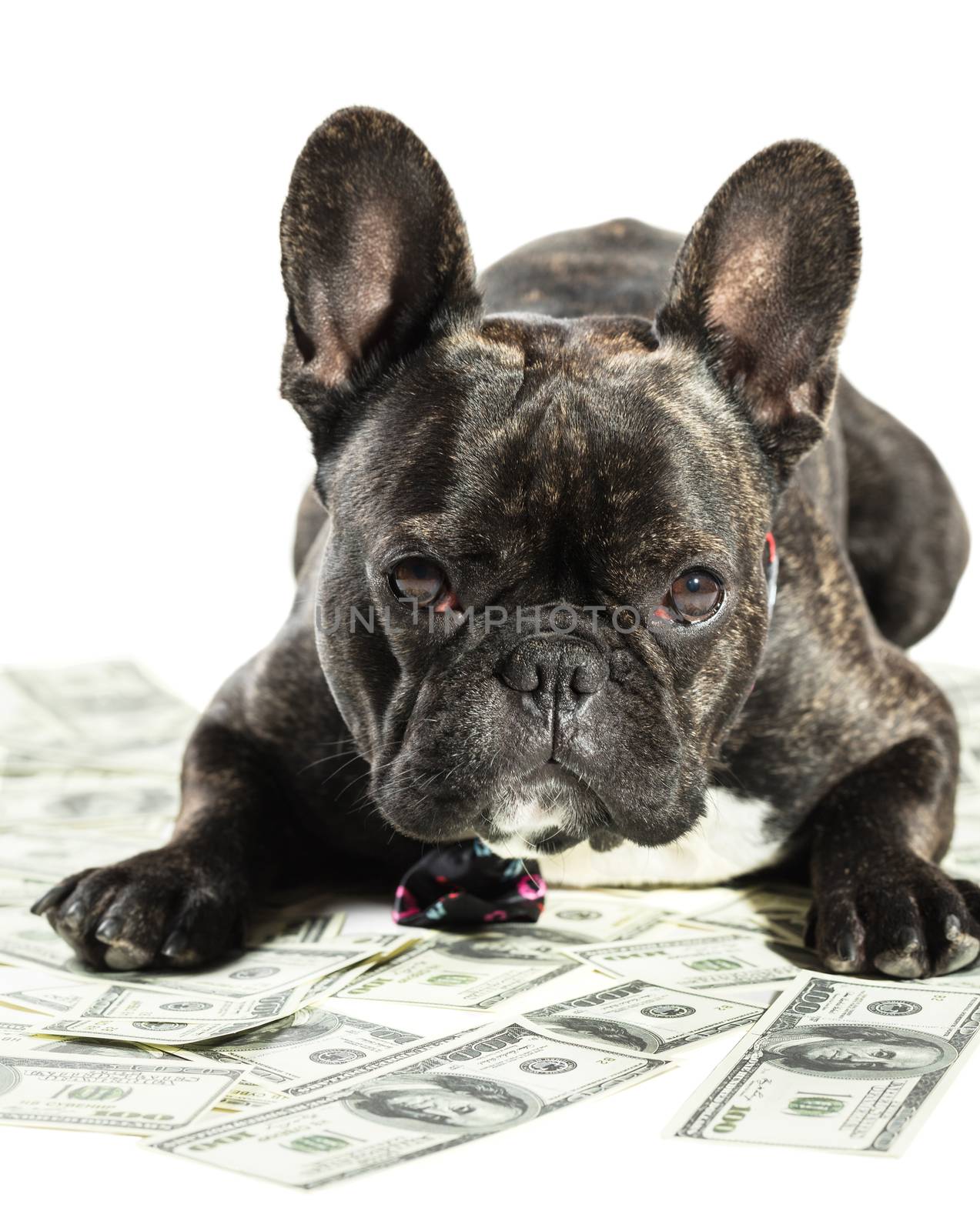 French bulldog dog lying on money banknotes